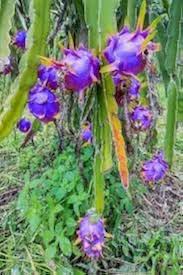Blue Pitaya Fruit Seeds for Planting – Mixed Varieties Heirloom Non-GMO High Germination Organic Garden Seeds