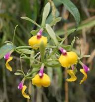 Yellow Epicattleya Flower Seeds – Heirloom Non-GMO High Germination Organic Seeds