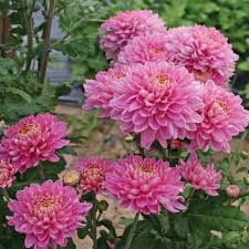 Rare Pink Chrysanthemum Flower Seeds Heirloom Non-GMO High Germination Organic Garden Seeds for Planting