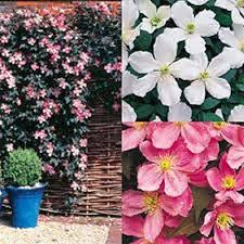 Mixed Climbing Clematis Flower Seeds Heirloom Non-GMO High Germination Organic Garden Seeds for Planting