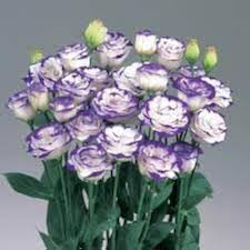 White Purple Lisianthus Flower Seeds for Planting – Heirloom, Non-GMO, High Germination
