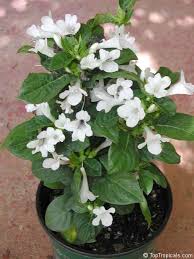 White Cirrhosa Flower Seeds – Heirloom, Non-GMO, High Germination Organic Garden Seeds for Planting