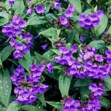 Purple Pulmonaria Flower Seeds Heirloom Non-GMO High Germination Organic Garden Seeds for Planting