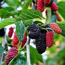 Long Mulberry Fruit Seeds for Planting Heirloom Non-GMO High Germination Organic Garden Seeds