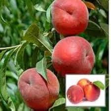 Peach Tree Pink Seeds – Heirloom, Non-GMO, High Germination Organic Garden Seeds for Planting