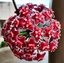 Red Carnosa Flower Seeds – Heirloom, Non-GMO, High Germination Organic Garden Seeds for Planting Seeds for Planting