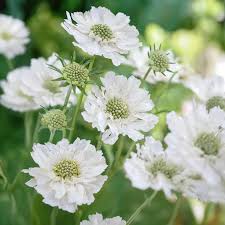 White Scabiosa Flower Seeds – Heirloom Non-GMO Organic Garden Seeds