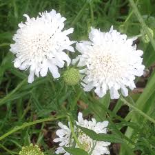 White Scabiosa Atropurpurea Flower Seeds for Planting – Heirloom, Non-GMO High Germination Organic Garden Seeds