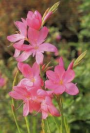 Rosa Schizostylis-Blumensamen – Alte Sorte, gentechnikfrei, keimstark, Bio-Gartensamen zum Pflanzen