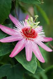 Mixed Passion Passiflora Flower Seeds – Heirloom, Non-GMO, High Germination Seeds