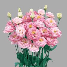 Pink Estoma Flower Seeds – Heirloom, Non-GMO, High Germination Organic Garden Seeds