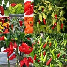 Mixed Chilli Pepper Seeds – Heirloom, Non-GMO, High Germination Organic Garden Seeds Planting
