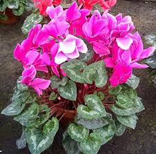 Pink White Cyclamen Flower Seeds – Heirloom, Non-GMO, High Germination Seeds