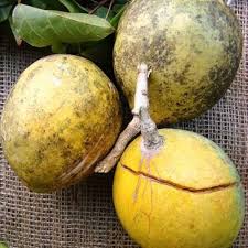 Aegle Marmelos Seeds Yellow Heirloom Non-GMO High Germination Organic Garden Seeds for Planting