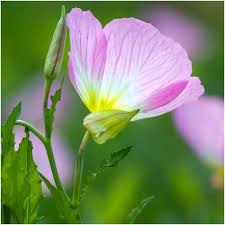 Pink Oenothera Suffrutescens Flowers Seeds – Heirloom, Non-GMO, High Germination Organic Garden Seeds for Planting