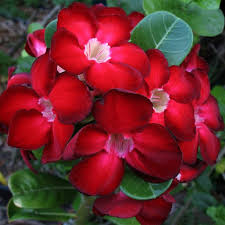 Red Adenium Flower Seeds – Heirloom, Non-GMO, High Germination Organic Garden Seeds for Planting