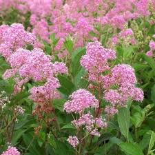 Pink Ceanothus Flower Seeds Heirloom Non-GMO High Germination Organic Garden Seeds for Planting