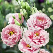 Pink Estoma Flower Seeds – Heirloom, Non-GMO, High Germination Organic Garden Seeds