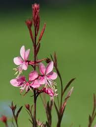 Pink Oenothera Lindheimeri Flower Seeds – Heirloom, Non-GMO, High Germination Organic Garden Seeds for Planting