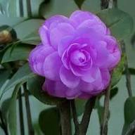 Purple Camellia Flower Seeds for Planting – Heirloom Non-GMO High Germination Organic Garden Seeds Seeds for Planting