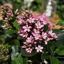 Pink Escallonia Flower Seeds Heirloom Non-GMO High Germination Organic Garden Seeds for Planting