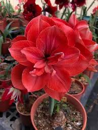 Red Hippeastrum Flower Seeds for Planting – Heirloom Non-GMO High Germination Organic Garden Seeds