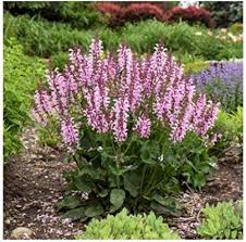 Semillas de Salvia Rosa – Semillas de Jardín Orgánicas de Alta Germinación, Variedad Antigua, Sin OGM