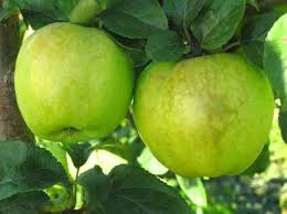 Antonovka Apple Tree Seeds for Planting – Hardy &amp; Delicious Homegrown Apples, Heirloom &amp; Non-GMO, High Germination Seeds Organic Garden Seeds