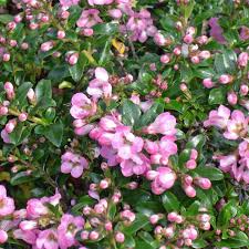 Pink Escallonia Flower Seeds Heirloom Non-GMO High Germination Organic Garden Seeds for Planting