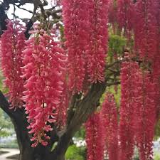 Red Peristeria Flower Seeds for Planting (Heirloom, Non-GMO) High Germination Organic Garden Seeds