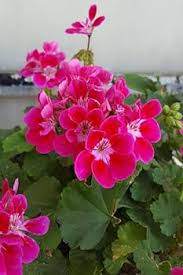 Pink Rose Geranium Pelargonium Flower Seeds for Planting – Heirloom Non-GMO High Germination Organic Garden Seeds