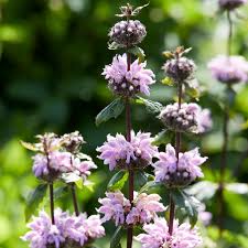Purple Phlomis Flower Seeds Heirloom Non-GMO High Germination Organic Garden Seeds for Planting