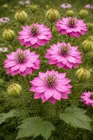 Pink Nigella Damascene Flower Seeds – Heirloom, Non-GMO, High Germination Organic Garden Seeds for Planting