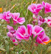 Pink White Clarkia Flower Seeds Heirloom Non-GMO High Germination Organic Garden Seeds for Planting