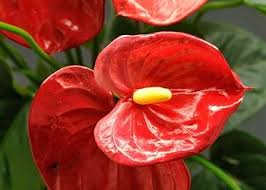 Red Spathiphyllum Flowers Seeds – Heirloom, Non-GMO, High Germination Organic Garden Seeds