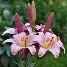 Pink Erythronium Flower Seeds Heirloom Non-GMO High Germination Organic Garden Seeds for Planting
