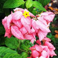 Rosa Erythranthe Blumensamen – Alte Sorte, gentechnikfrei, keimstark, Bio-Gartensamen zum Pflanzen