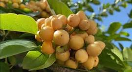 Nance Byrsonima Fruit Seeds for Planting – Rare Tropical Fruit Seeds for Garden Planting Heirloom Non-GMO High Germination Organic Garden Seeds