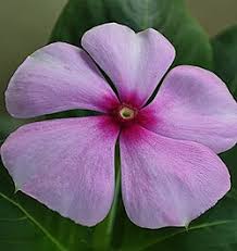 Pink Catharanthus Flower Seeds Heirloom Non-GMO High Germination Organic Garden Seeds for Planting