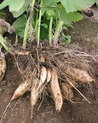 Yacon Seeds – Heirloom Non-GMO High Germination Organic Garden Seeds for Planting