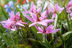 Pink Erythronium Dens Flower Seeds Heirloom Non-GMO High Germination Organic Garden Seeds for Planting