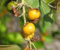 Nance Byrsonima Fruit Seeds for Planting – Rare Tropical Fruit Seeds for Garden Planting Heirloom Non-GMO High Germination Organic Garden Seeds