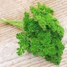 Parsley Vegetable Seeds Heirloom Non-GMO High Germination Organic Garden Seeds for Planting