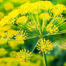 Dill Plant Seeds Yellow – Heirloom, Non-GMO, High Germination Seeds for Planting
