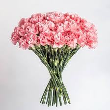 Pink Carnation Flower Seeds Heirloom Non-GMO High Germination Organic Garden Seeds for Planting