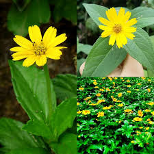 Yellow Perennial Flower Seeds – Heirloom, Non-GMO, High Germination Organic Garden Seeds for Planting