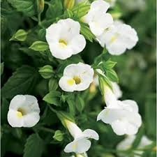 Torenia Flower Seeds White Heirloom Non-GMO High Germination Organic Garden Seeds for Planting