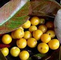 Nance Byrsonima Fruit Seeds for Planting – Rare Tropical Fruit Seeds for Garden Planting Heirloom Non-GMO High Germination Organic Garden Seeds