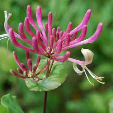 Pink Lonicera Etrusca Flower Seeds Heirloom Non-GMO High Germination Organic Garden Seeds for Planting