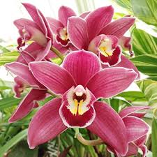 Pink Cymbidium Flower Seeds for Planting – Heirloom Non-GMO High Germination Organic Garden Seeds